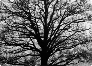 Podkładka prostokątna na stół 29×42 cm, wzór Serenity - ekologiczny filc, pranie 40 °C, Bertoni