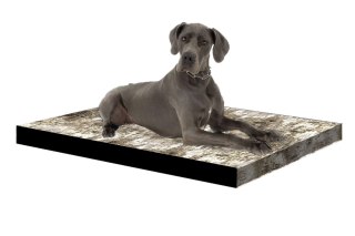 Legowisko materac dla psa XL 80×55×5 cm - pianka, wodoodporny pokrowiec, nadruk „Brzoza", Bertoni